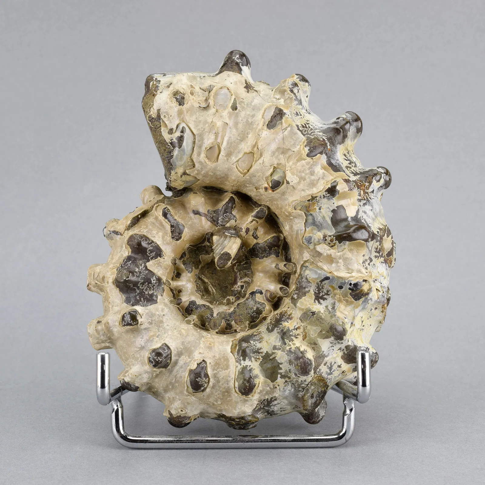 10.5 cm Douvilleiceras inaequinodum with gastropod