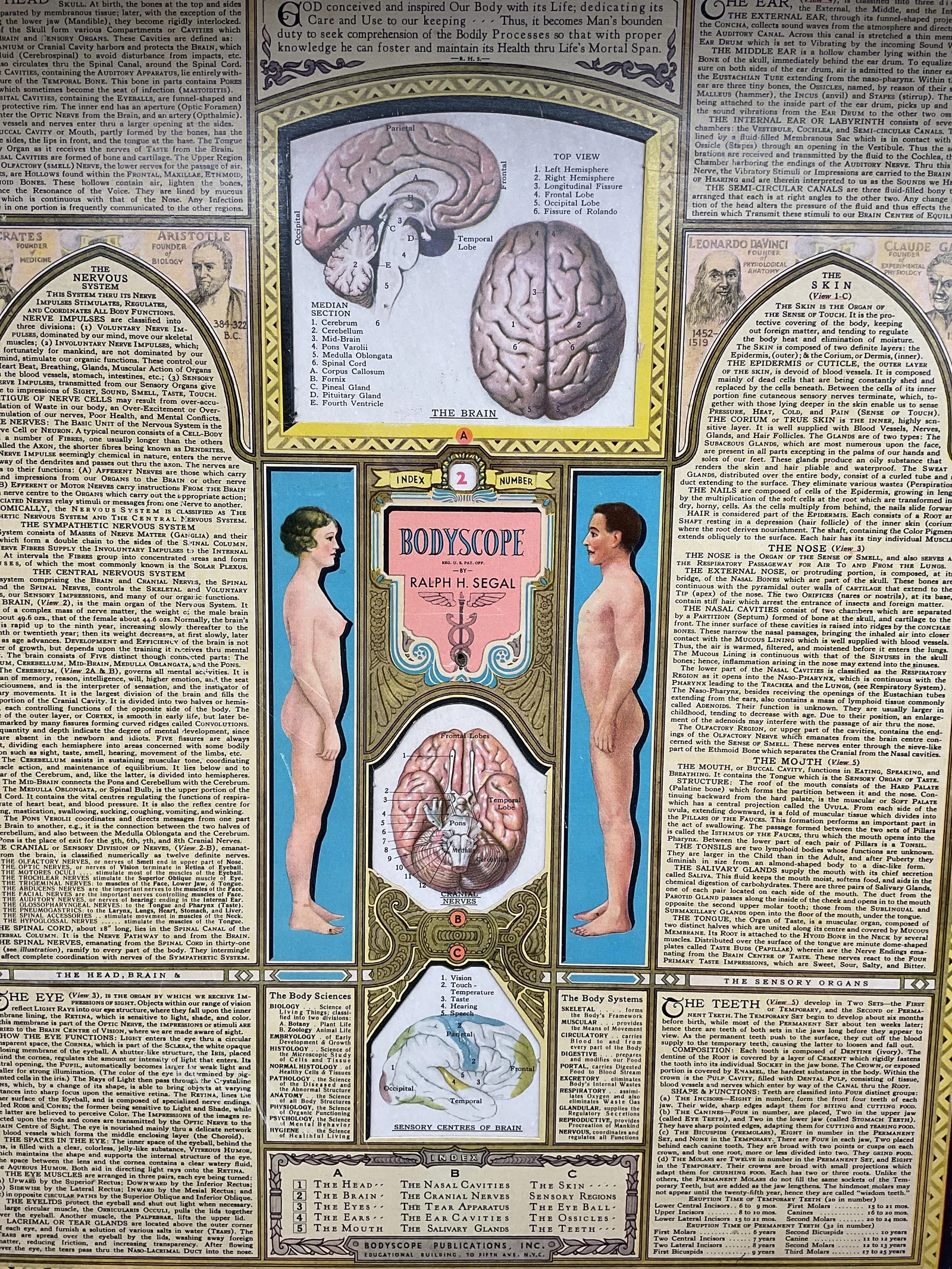 1930s/40s Segal Bodyscope Anatomical Chart 20in