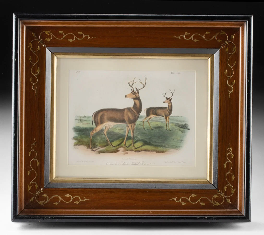19th C. Audubon Lithograph, Columbian Black-Tailed Deer