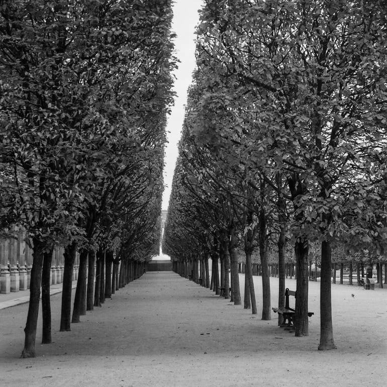 2/10 Treeline, The Royal Gardens, Paris France - Silver Gelatin