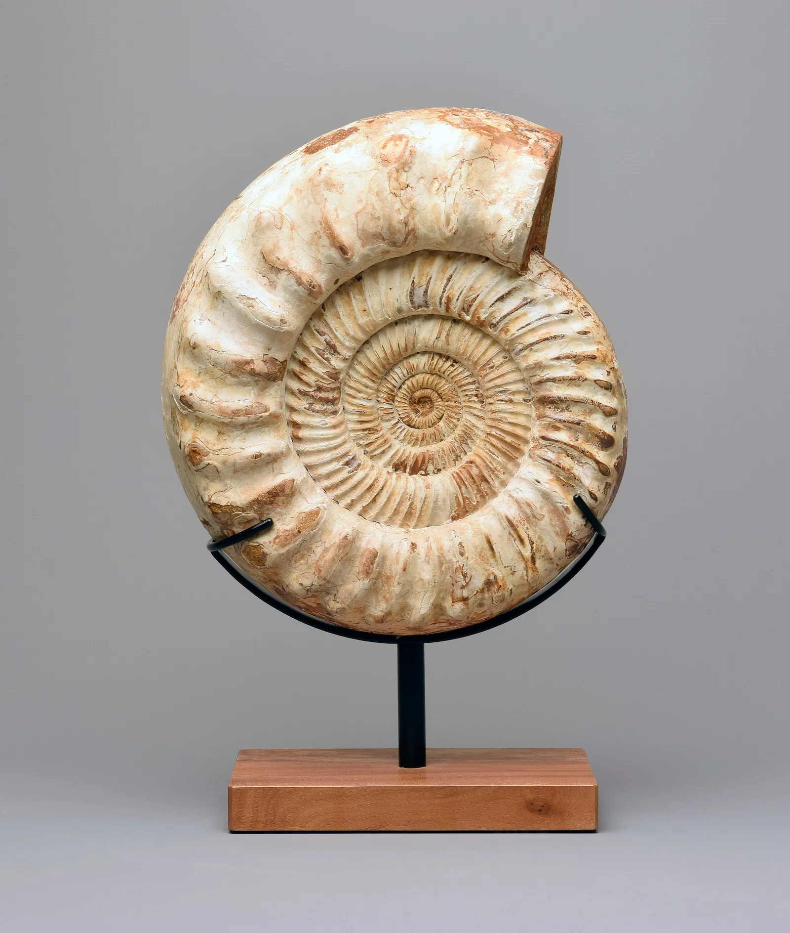 30 cm Ammonite on stand - Kranaosphinctes sp.