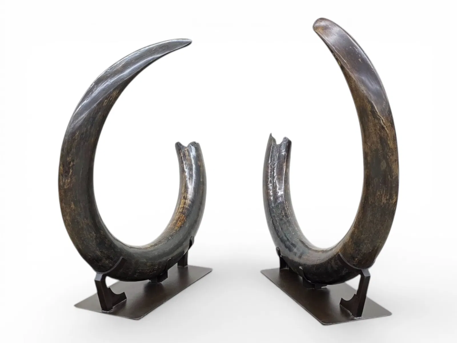 350lb Pair of Matched Alaskan Woolly Mammoth Tusks