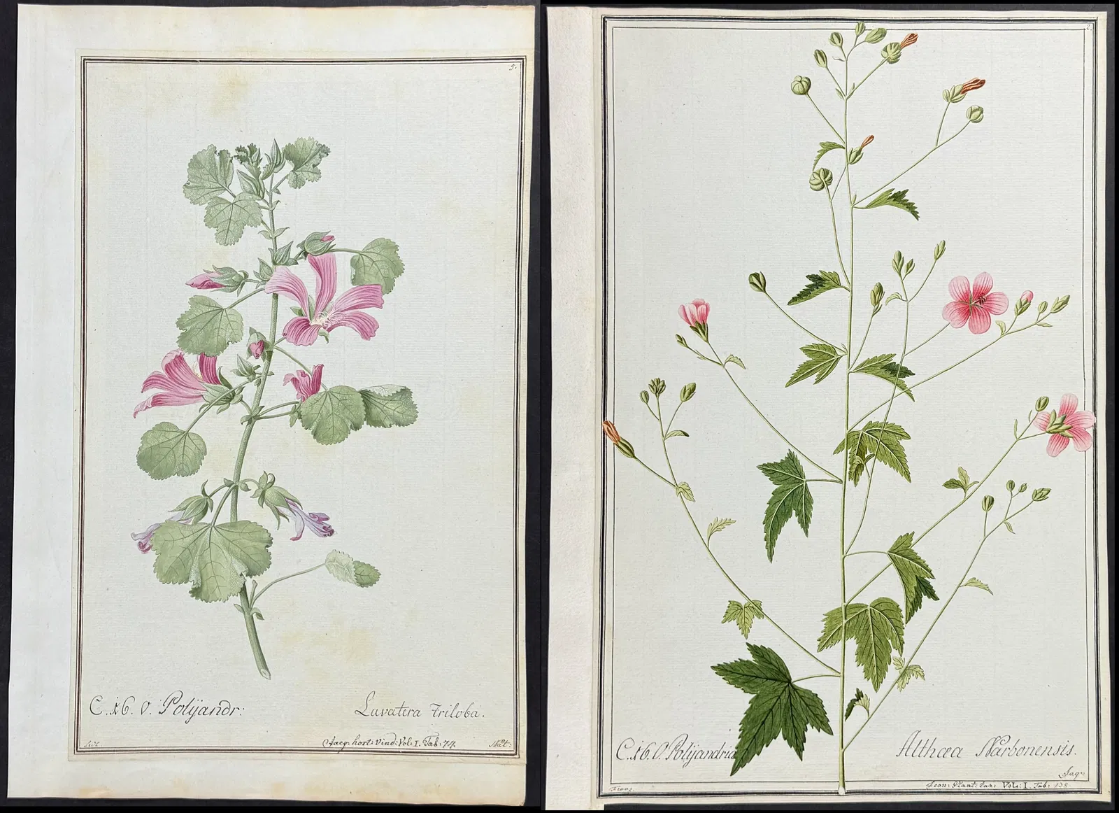 4 Original Mallow or Hollyhock Watercolors after Ledel, Nedel, Franz for Jacquin, Oeder (according