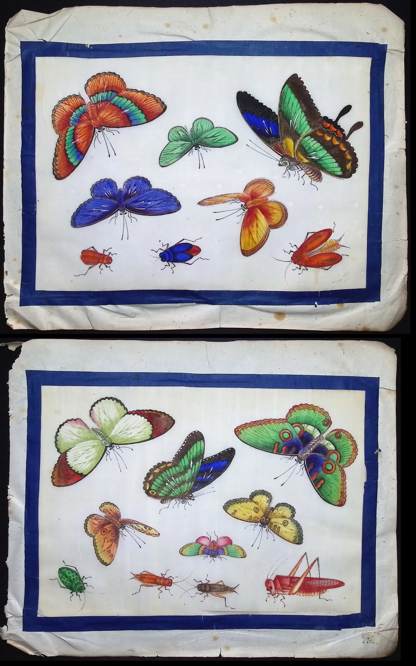 6 Original Chinese Watercolors of Moths, Butterflies, & Insects