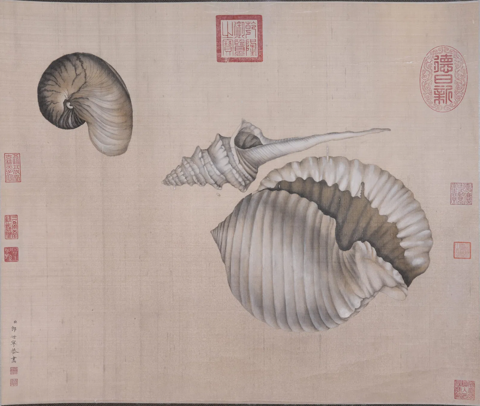 A CONCH SHELL PAINTING ON SILK BY GIUSEPPE CASTIGLIONE (LANG SHINING).郎世寧