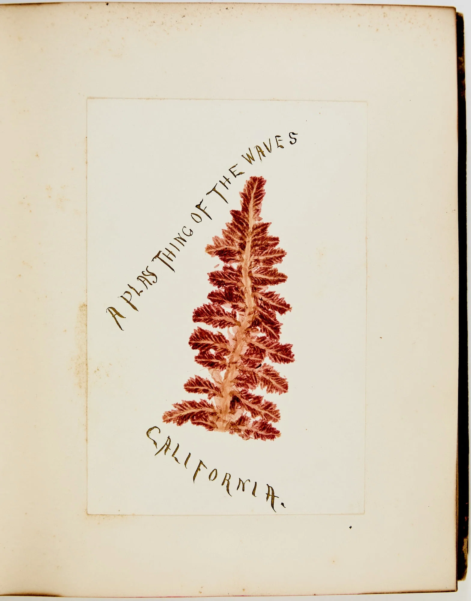 A decorative album of seaweed specimens