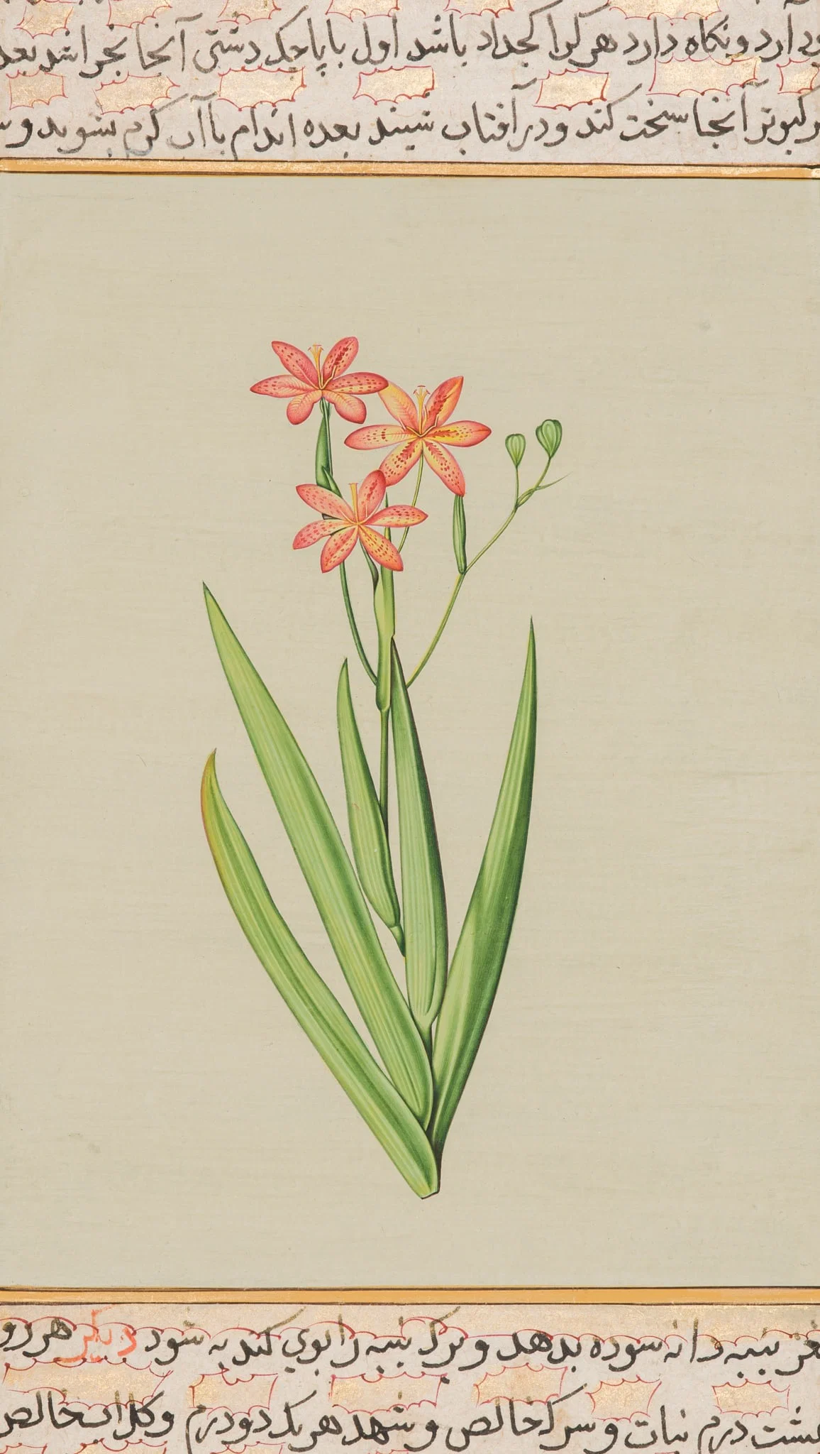 A FINE MUGHAL MINIATURE PAINTING OF A LEOPARD LILY, 17TH-18THCENTURY