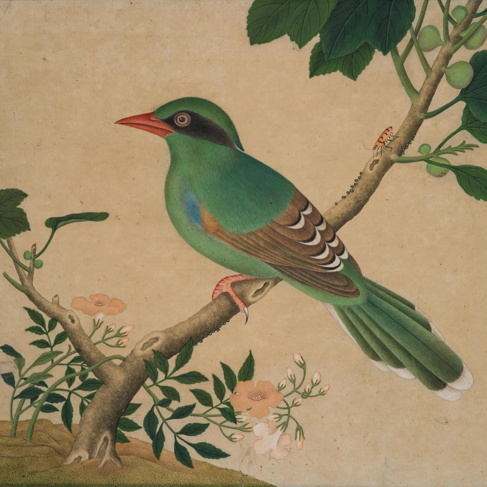 A FINE STUDY OF A GREEN MAGPIE, CISSA CHINENSIS, QIANLONG PERIOD