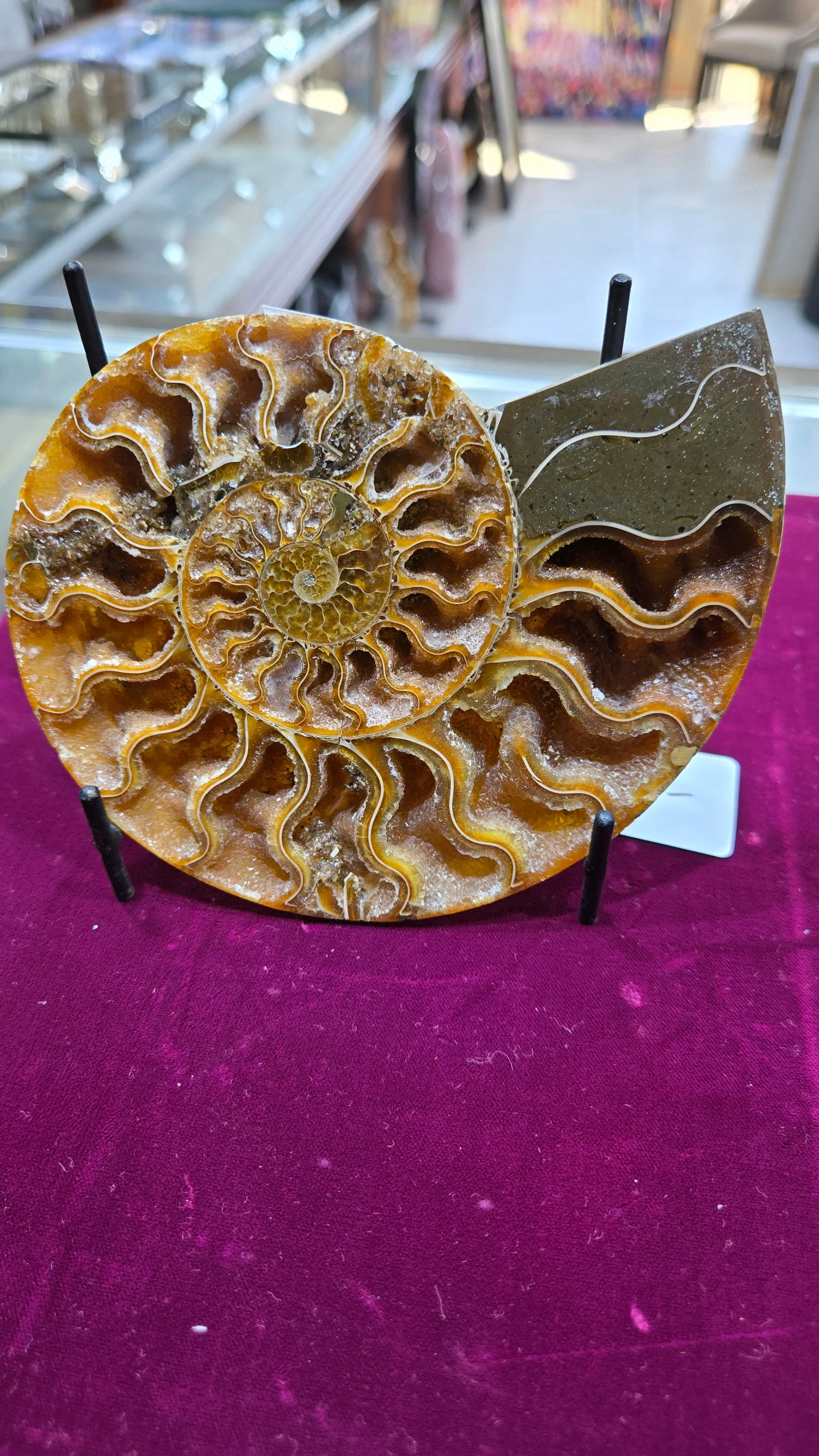 A MAGNIFICENT AMMONITE FOSSIL. POLISHED ON A STAND.