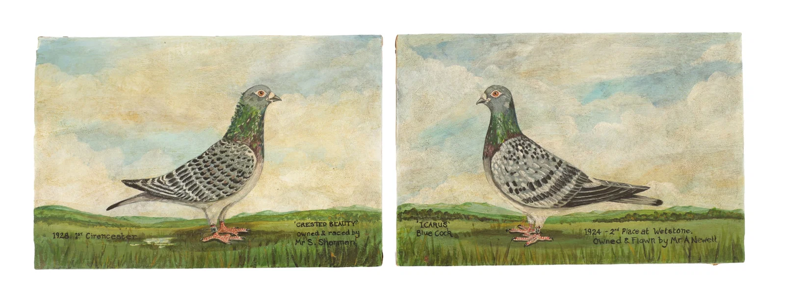 A PAIR OF EARLY 20TH CENTURY RACING PIGEON PORTRAITS