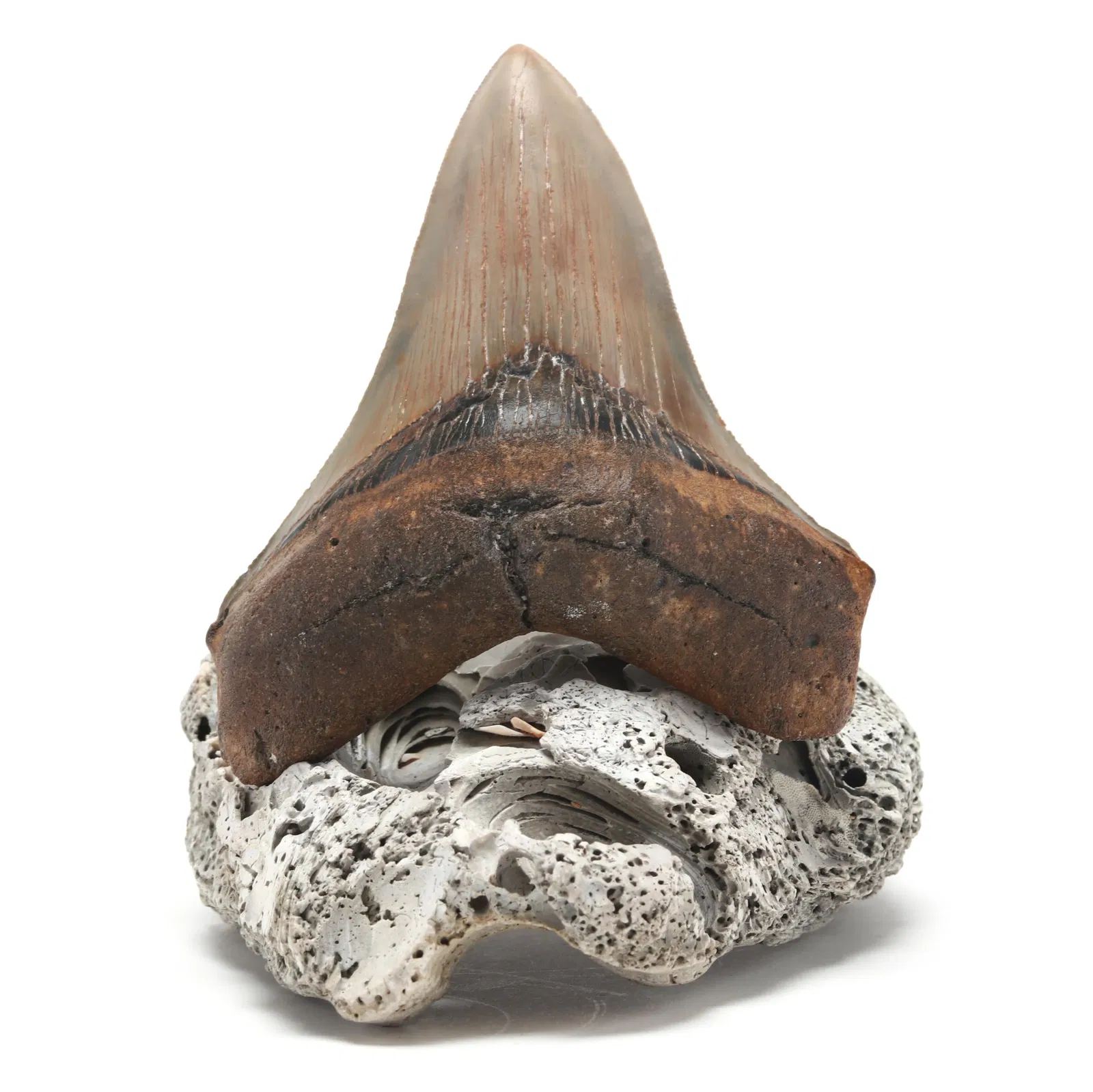 A Spectacular High Grade Megalodon Tooth on Natural Base