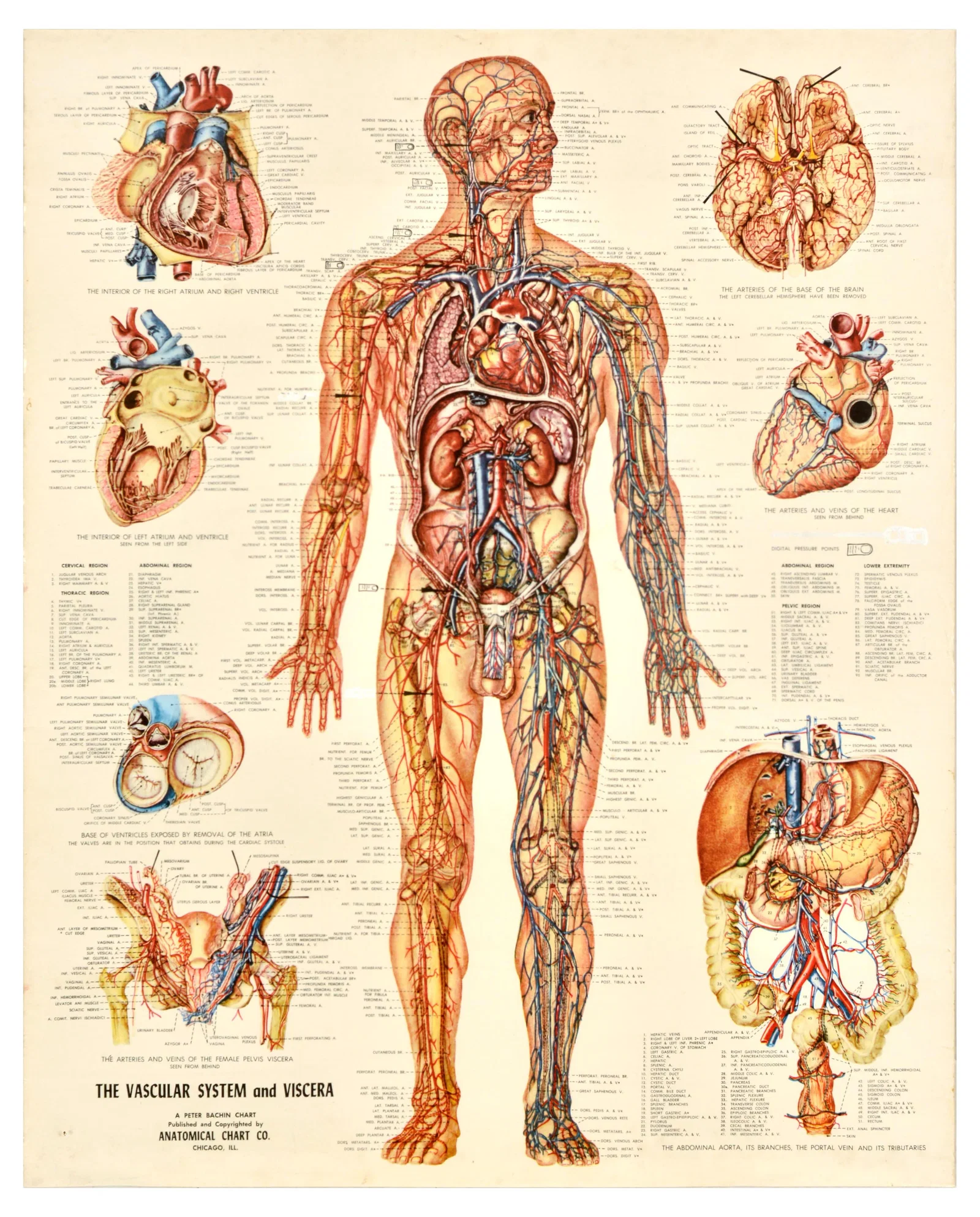 Advertising Poster Human Body Vascular System Viscera Anatomy