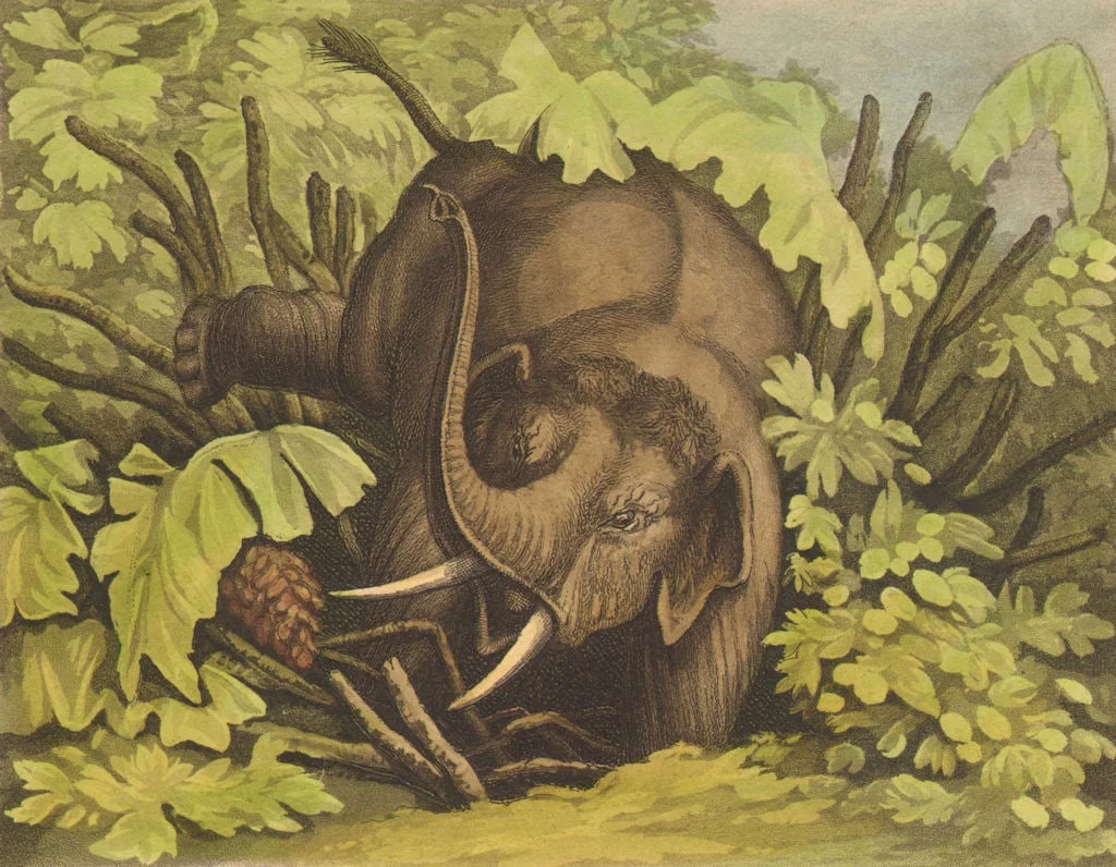 AFRICA. Elephant in the Pitfall (Field Sports- Edward Orme) 1814 old print