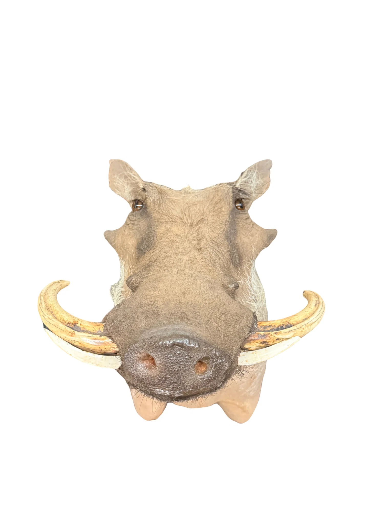 African Warthog Shoulder Mount Taxidermy