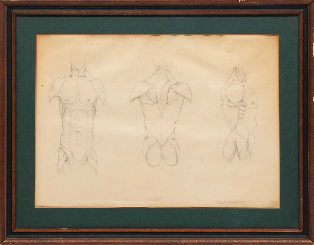 American School late 19th/early 20th c., "Torso Anatomy Studies", graphite on paper