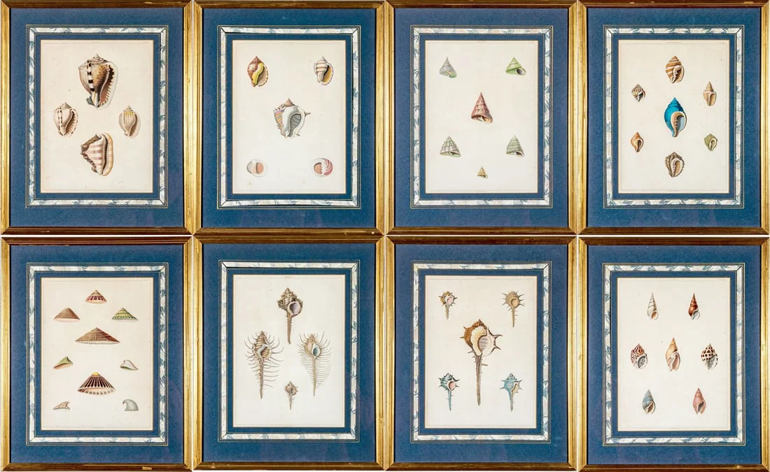 ANTIQUE 19TH CENTURY SET OF EIGHT ENGLISH AQUATINT PRINTS, SHELLS