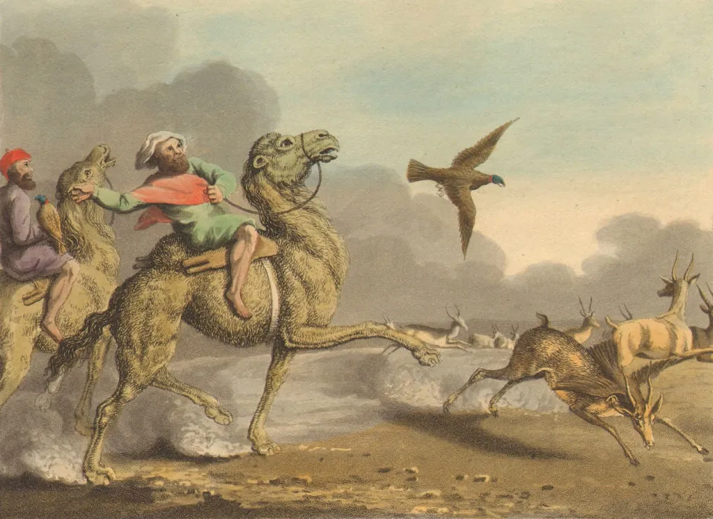 ARABIA.Arabs hawking Antelopes.Riding camels.(Field Sports-Edward Orme) 1814