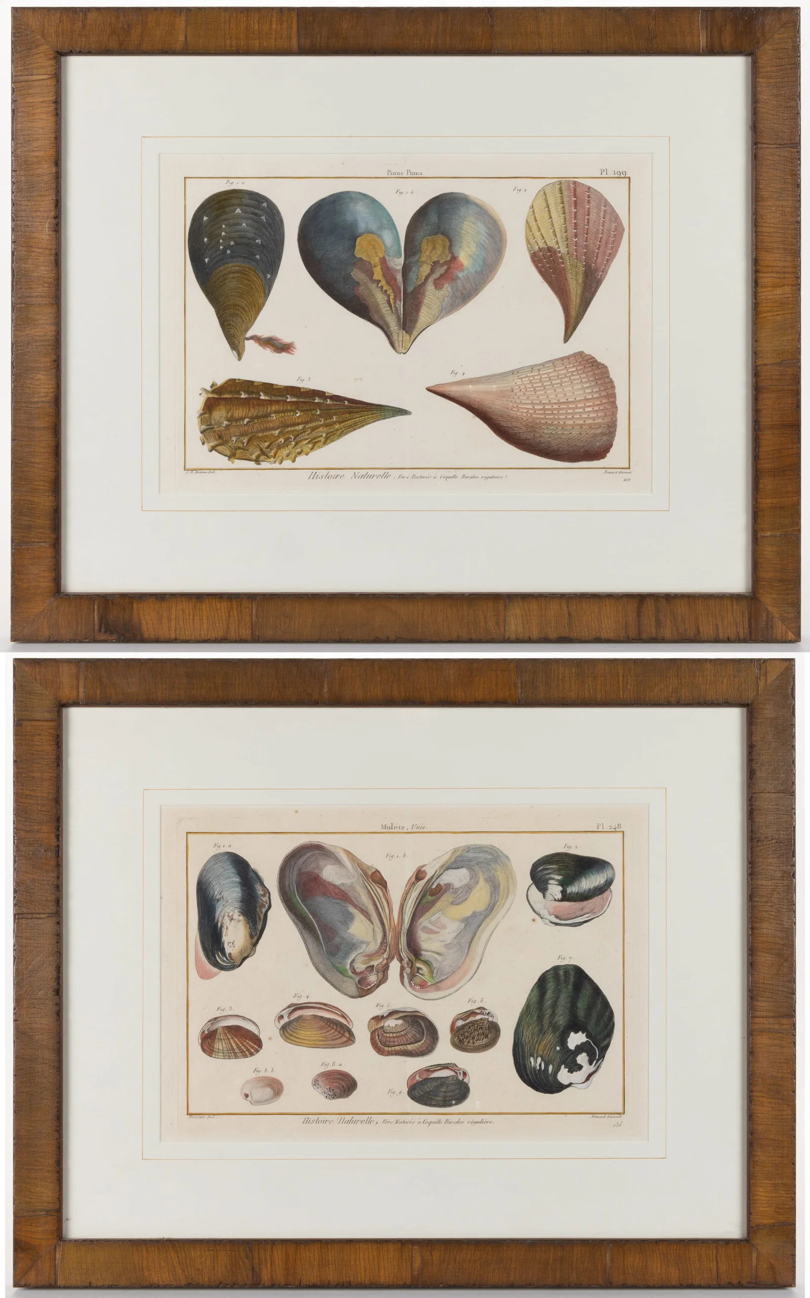 ASSORTED BENARD DIREXIT "HISTOIRE NATURELLE" SEA LIFE COLORED COPPER ENGRAVINGS, SET OF TWO