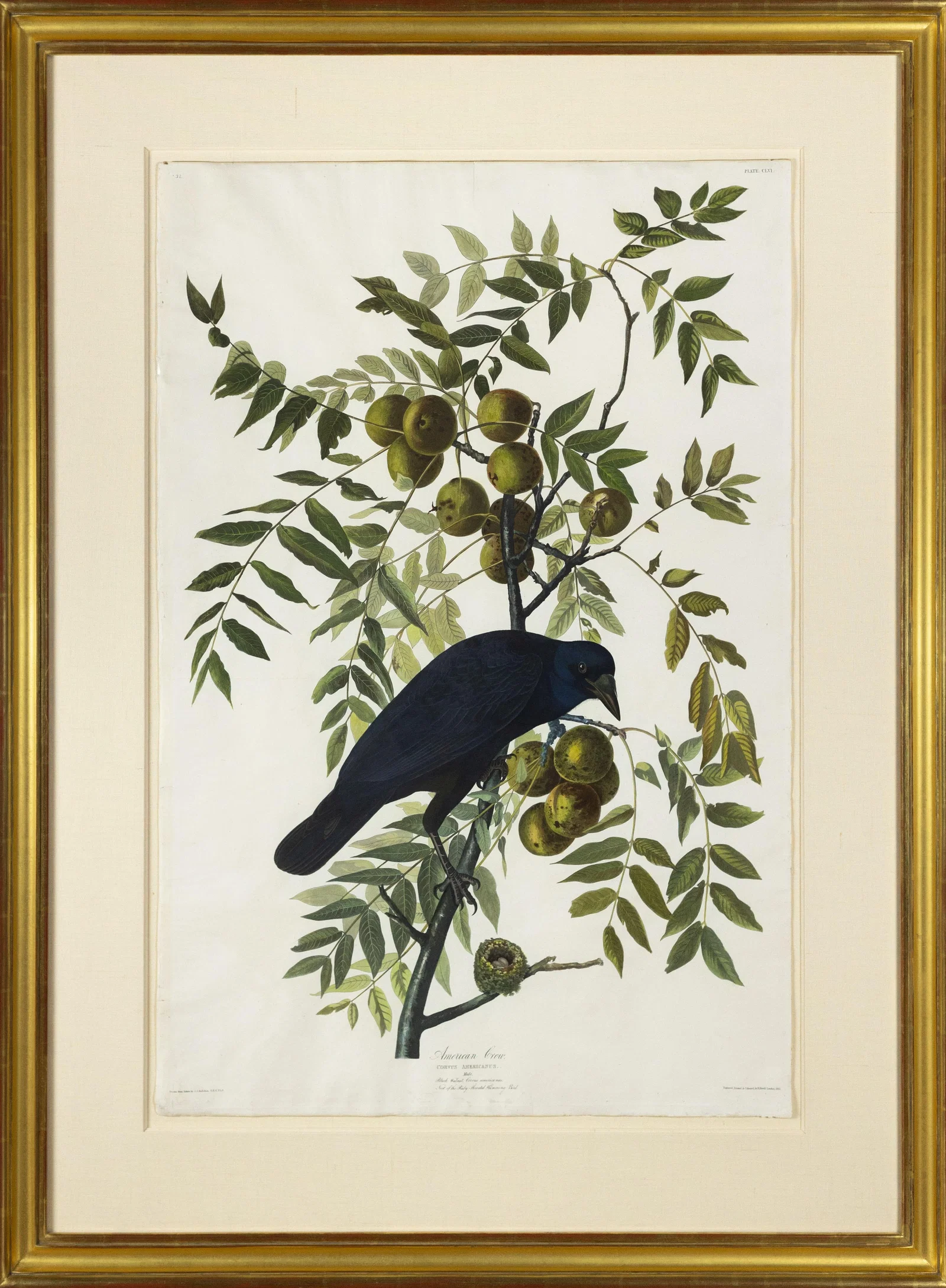 Audubon Aquatint, American Crow, Plate 156
