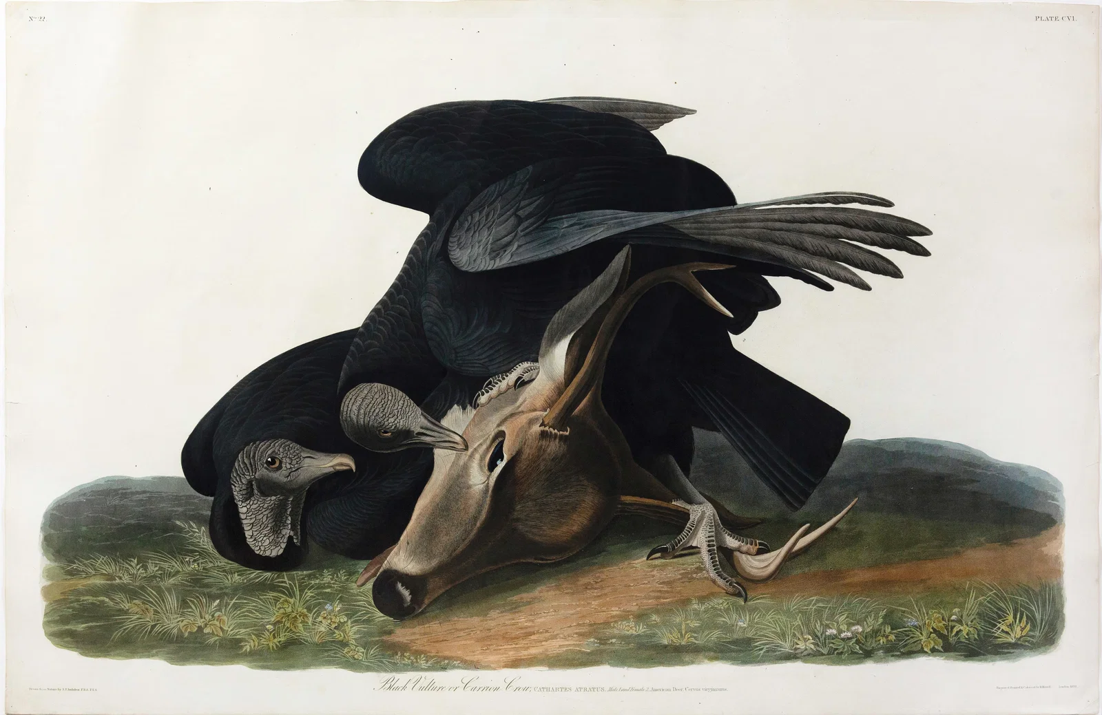 Audubon Aquatint, Black Vulture, Plate 106.