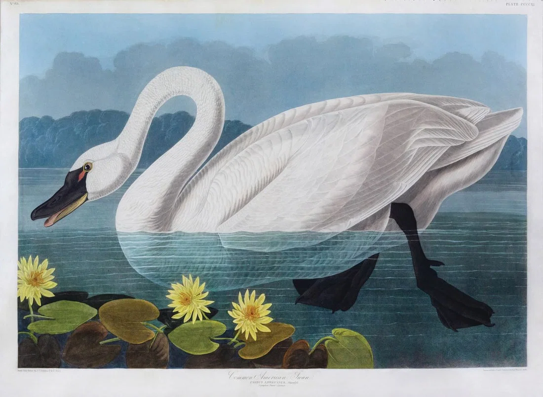 Audubon Aquatint, Common American Swan, Plate 411 - A Graceful Image Befitting the Swan