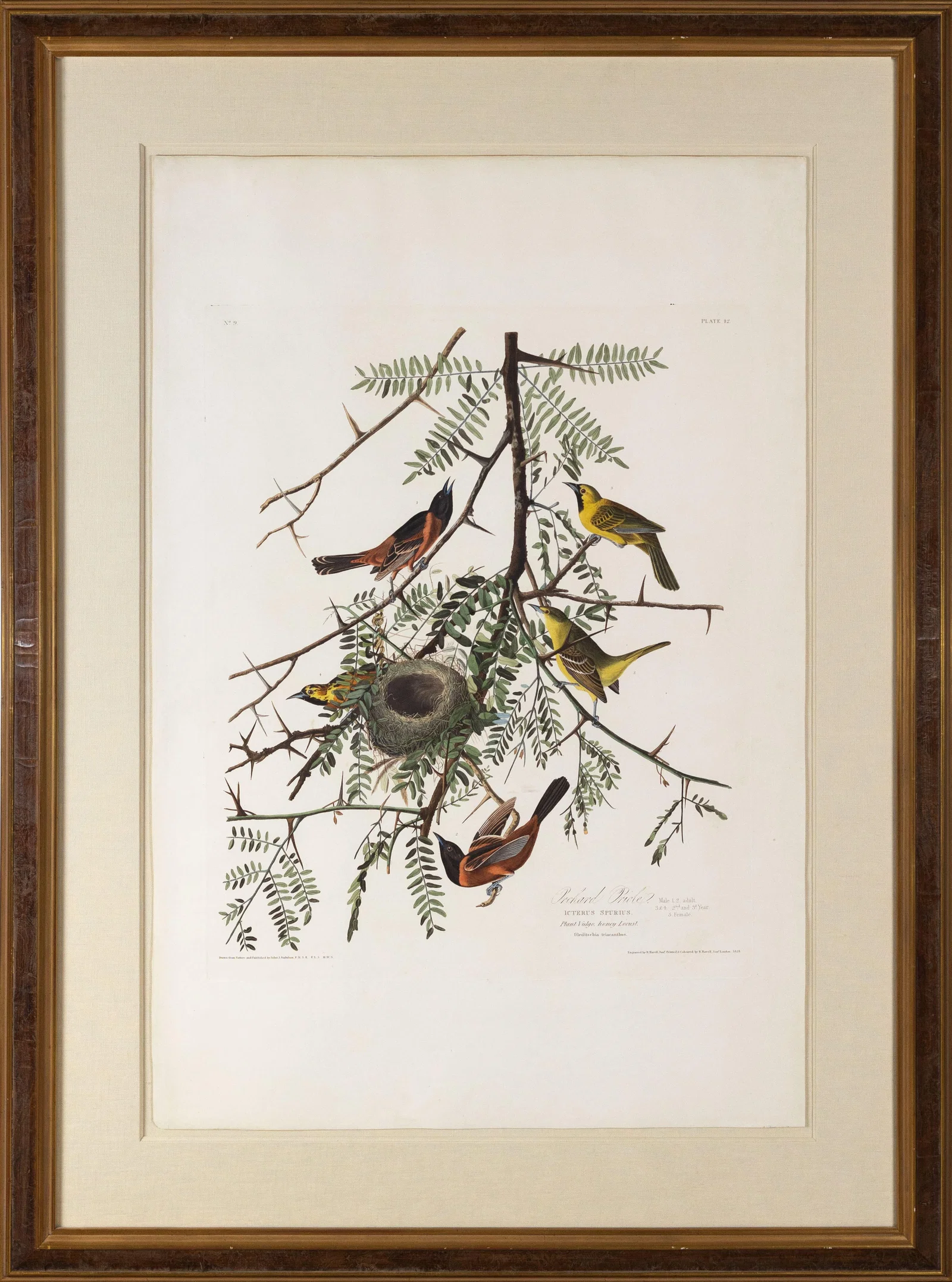 Audubon Aquatint, Orchard Oriole, Plate 42