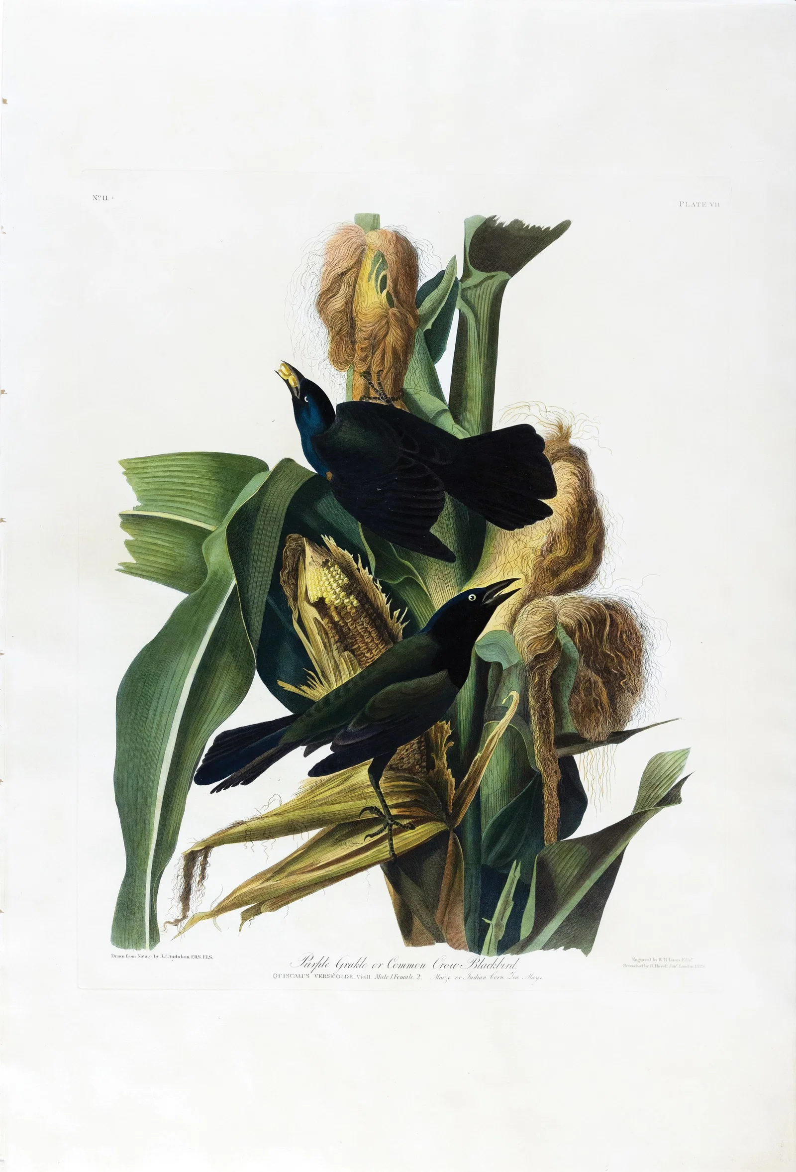 Audubon Aquatint, Purple Grackle, Plate 7 - Engraved by Lizars, Retouched by Havell