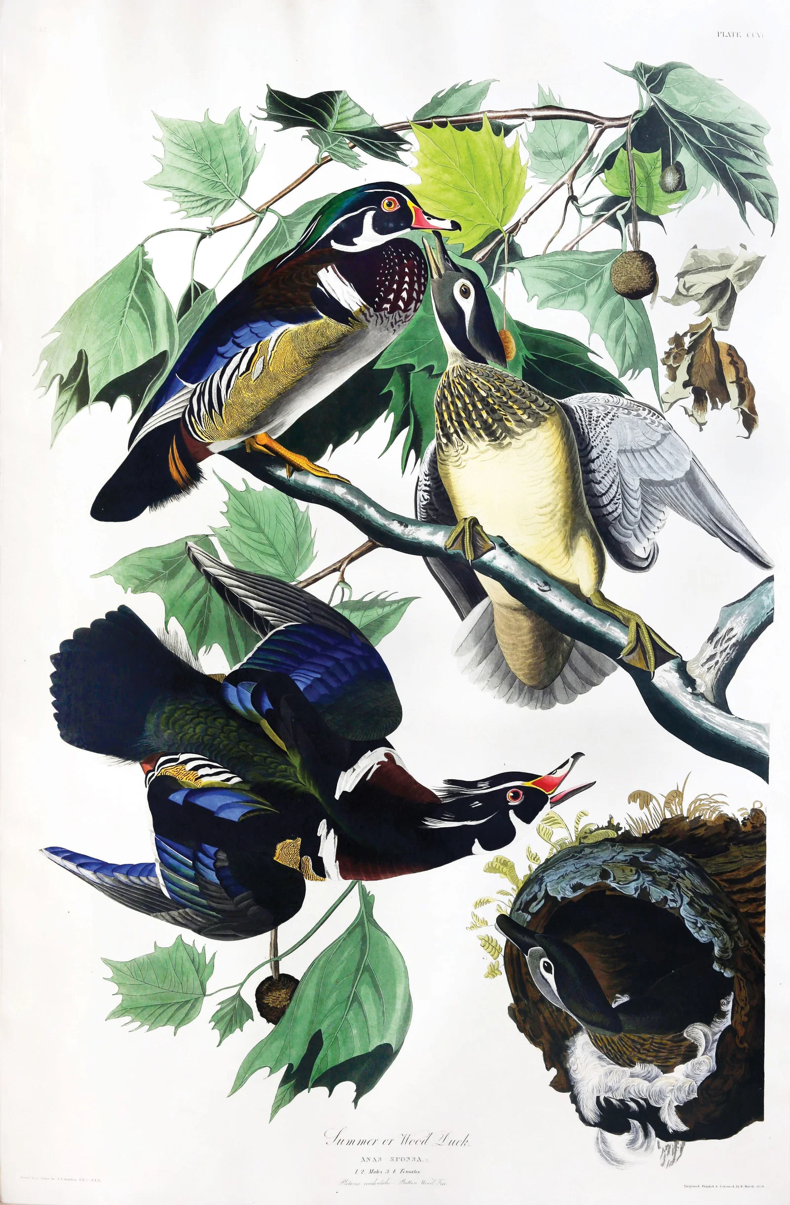 Audubon Aquatint, Summer or Wood Duck, Plate 206 - The Most Famous Image of a Duck Ever Published