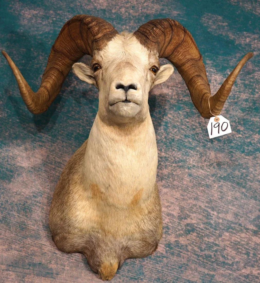 Beautiful Fannin Sheep Shoulder Taxidermy Mount