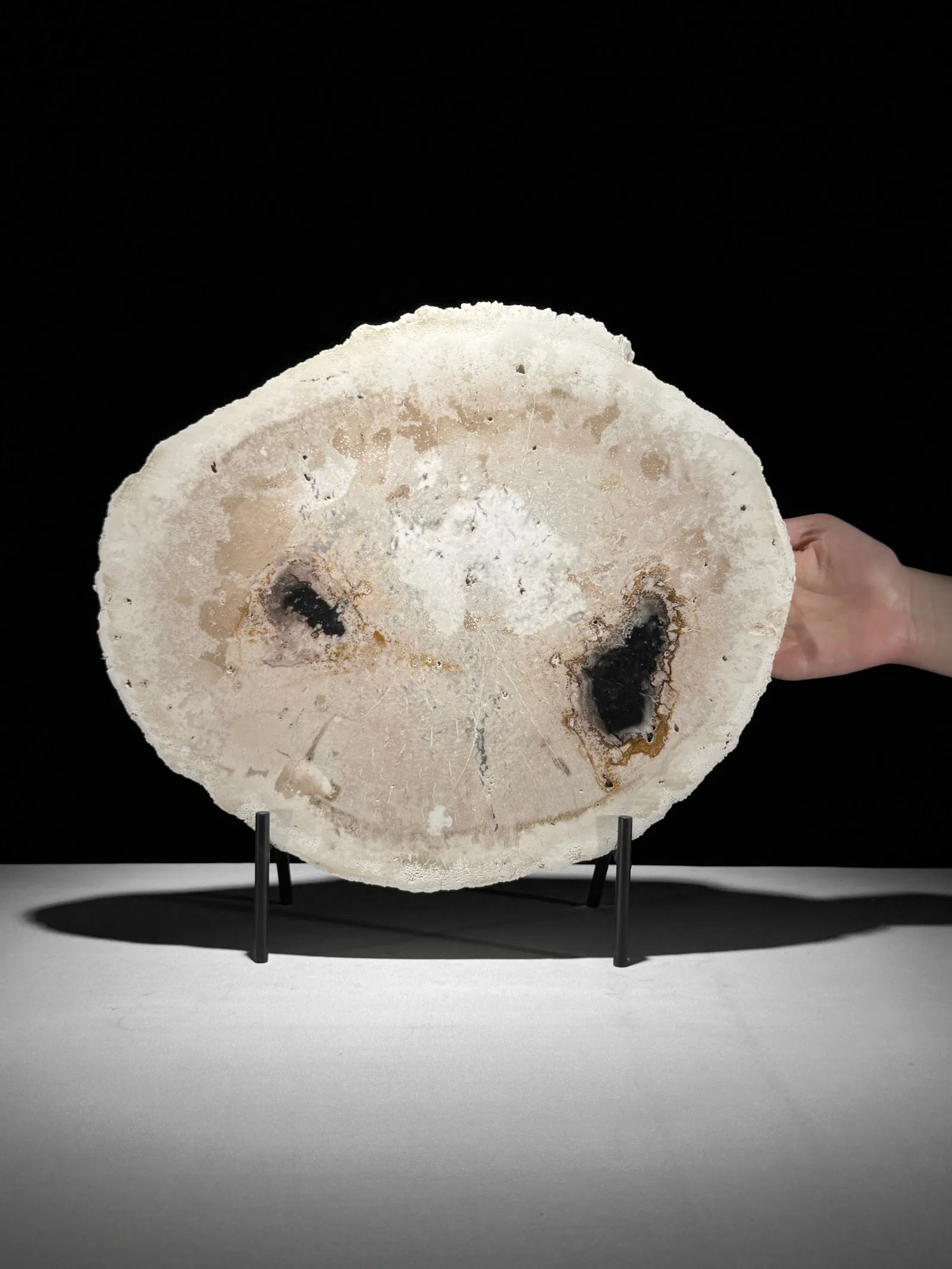 Beautiful petrified palm root slice with stand