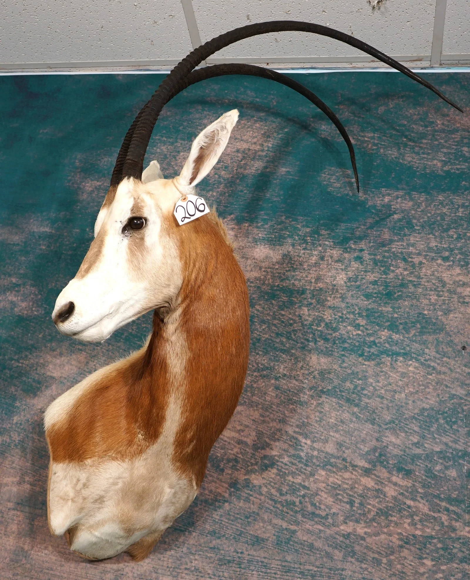 Beautiful! Scimitar Horned Oryx Shoulder Taxidermy Mount