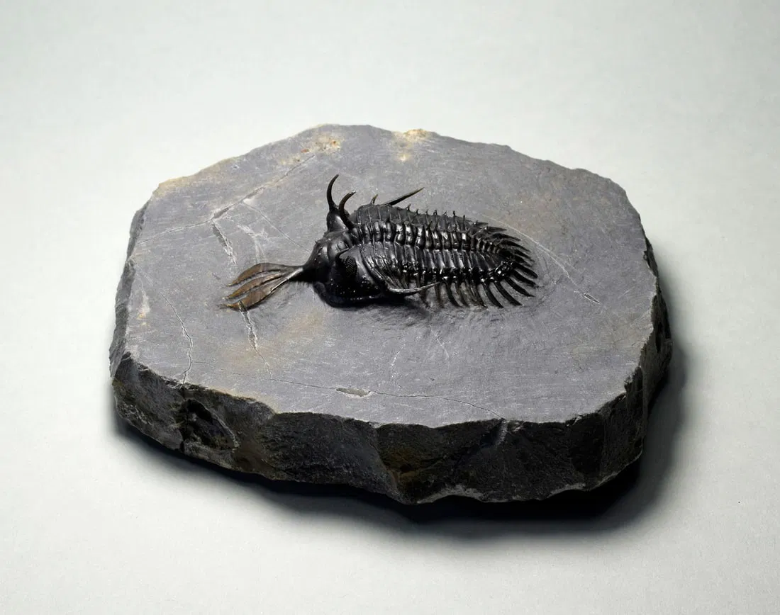 Beautiful trilobite Walliserops lindoei