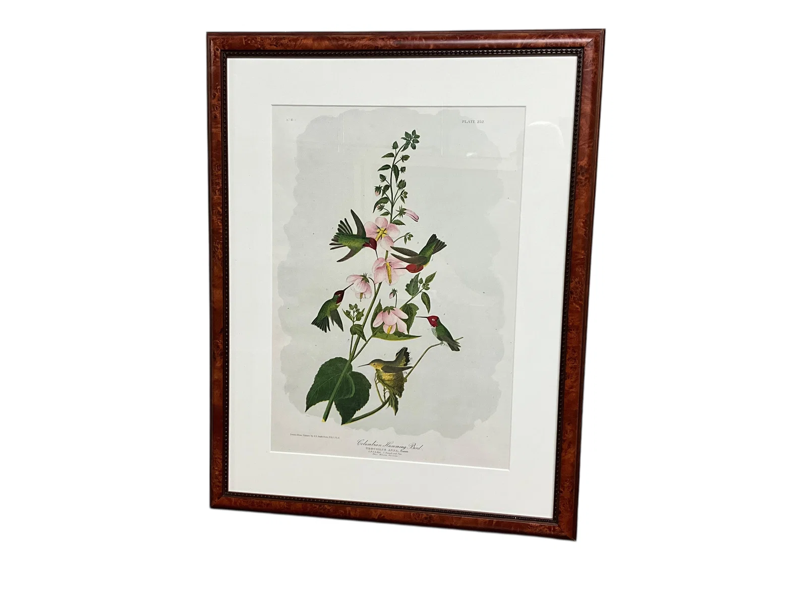 Bien Edition J. J. Audubon Print No. 8-5, Plate 252, Columbian Hummingbird. Ronald Flynn Collection