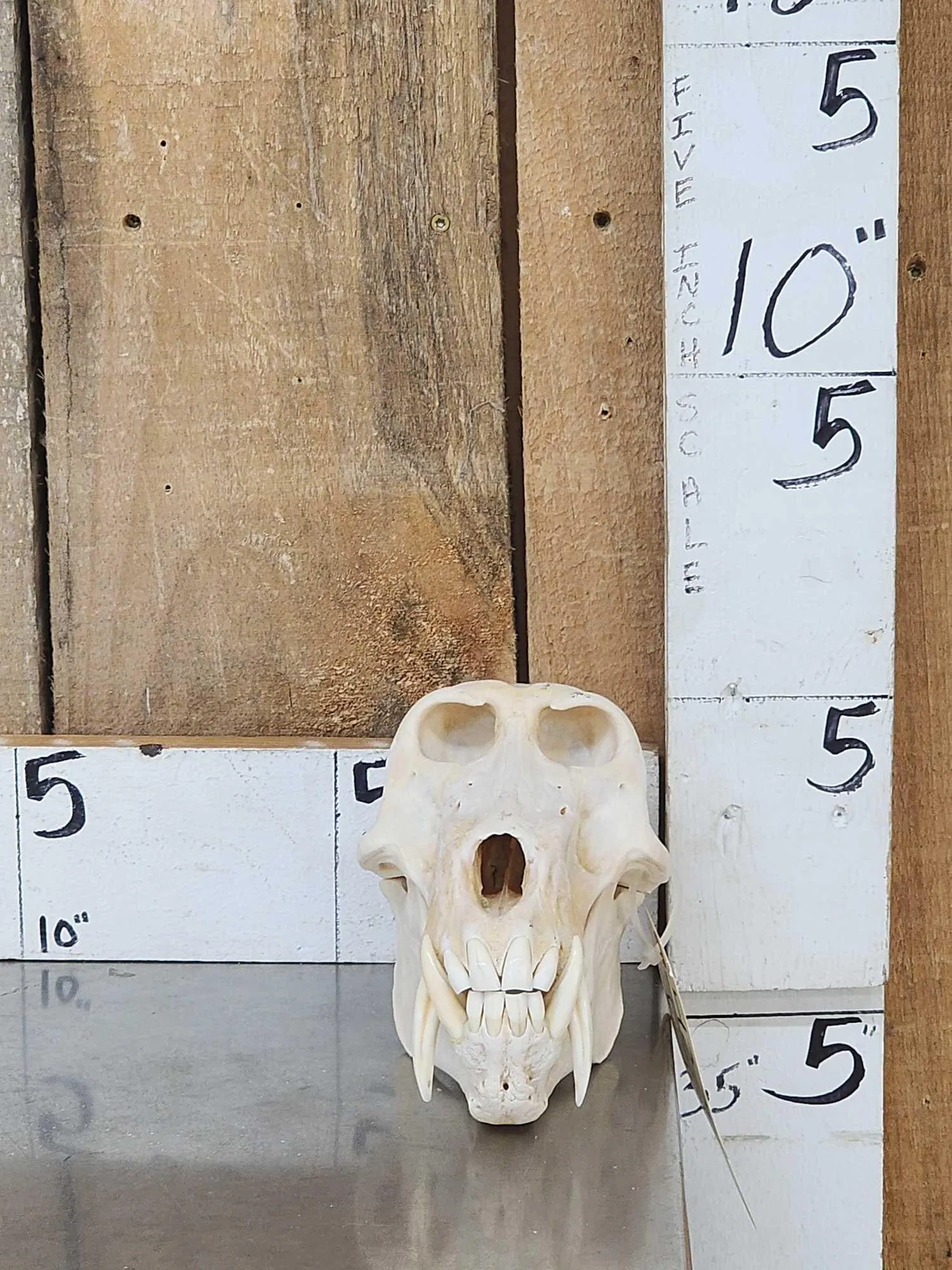 Big African Chakma Baboon Skull Taxidermy