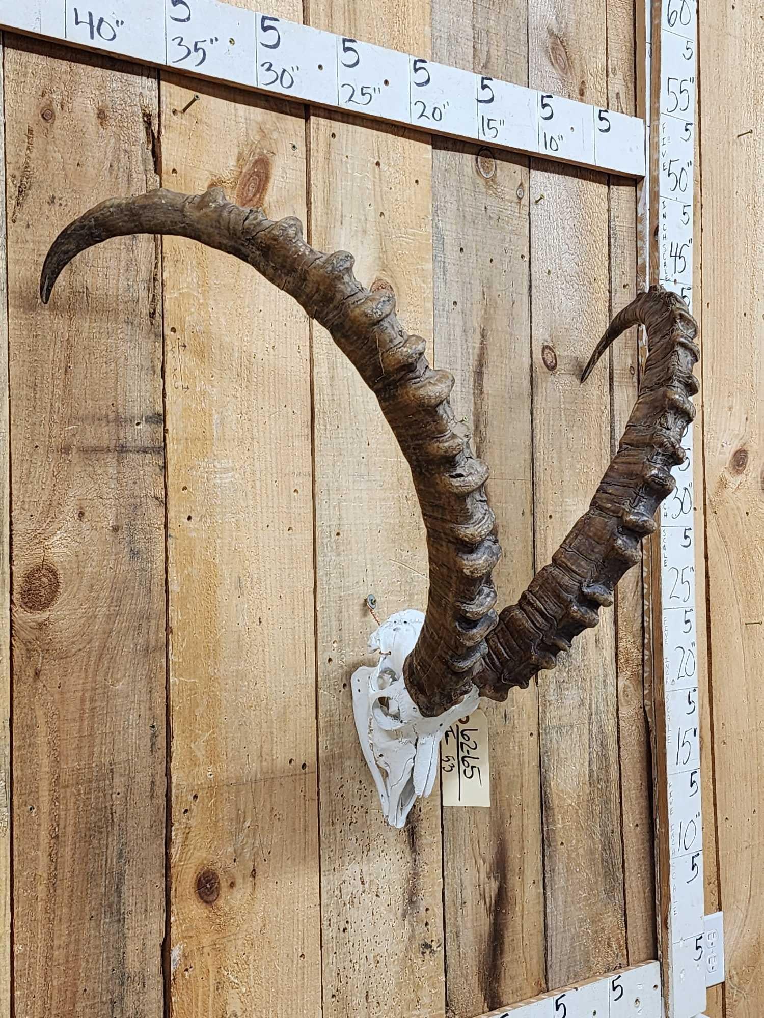 Big Ibex Skull Taxidermy