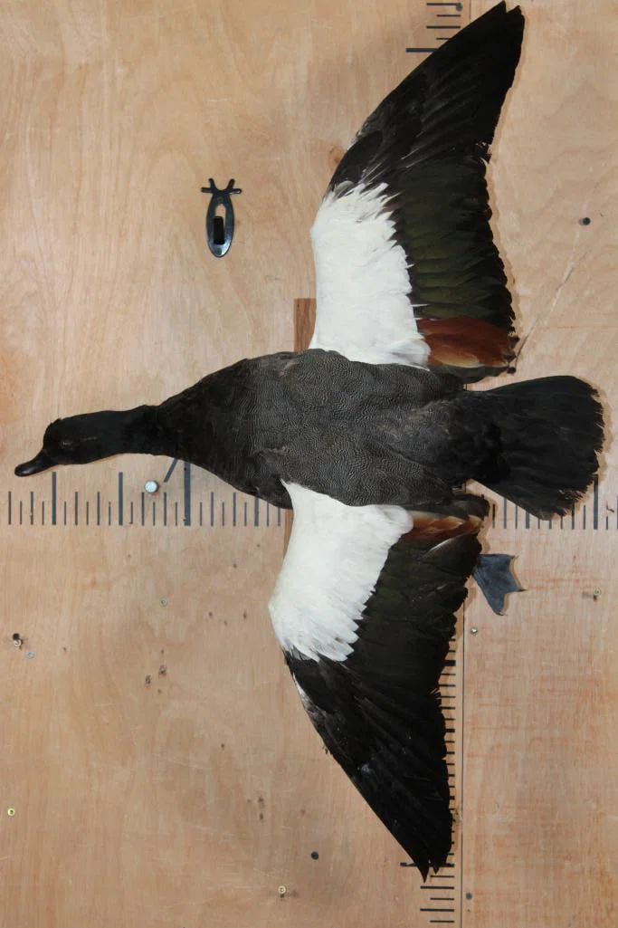 Big PARADISE SHELDUCK from New Zealand on a Wall Hanging Log Base