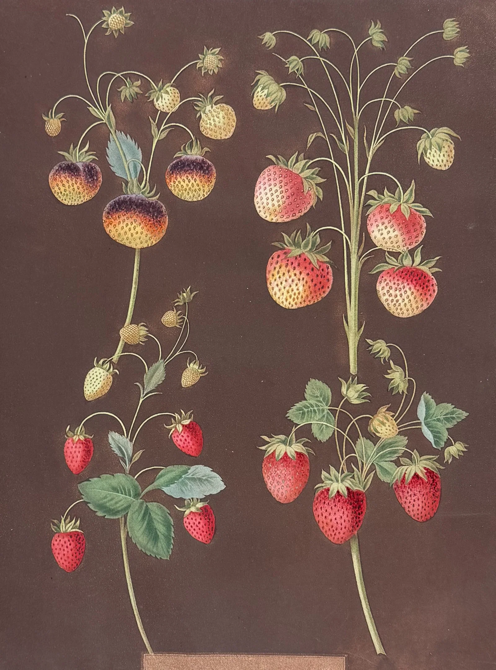 Brookshaw, Folio - Strawberries