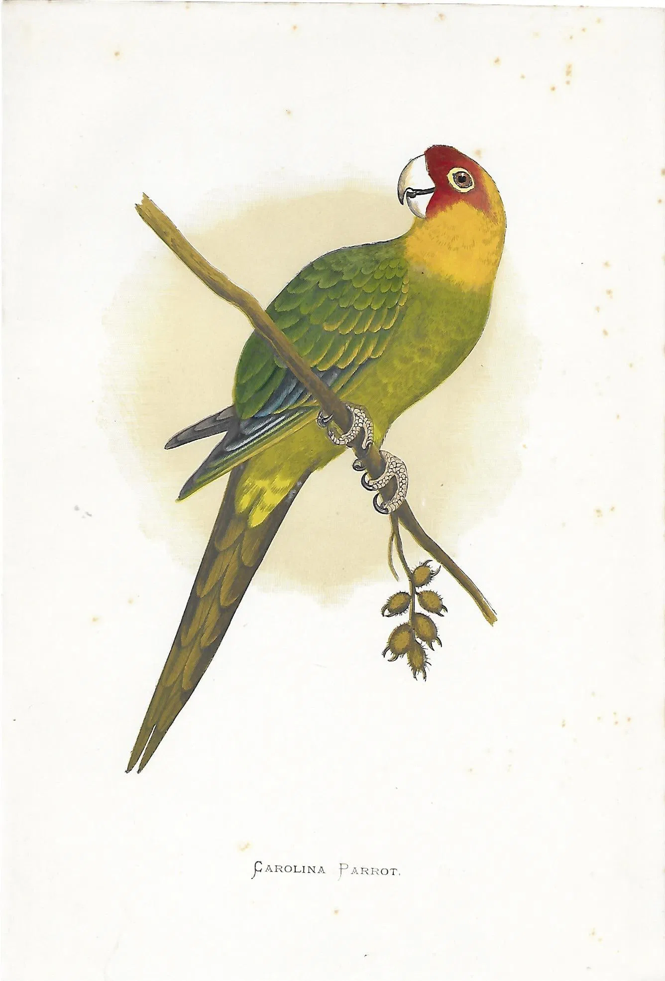 Carolina Parrot [EXTINCT] - antique print