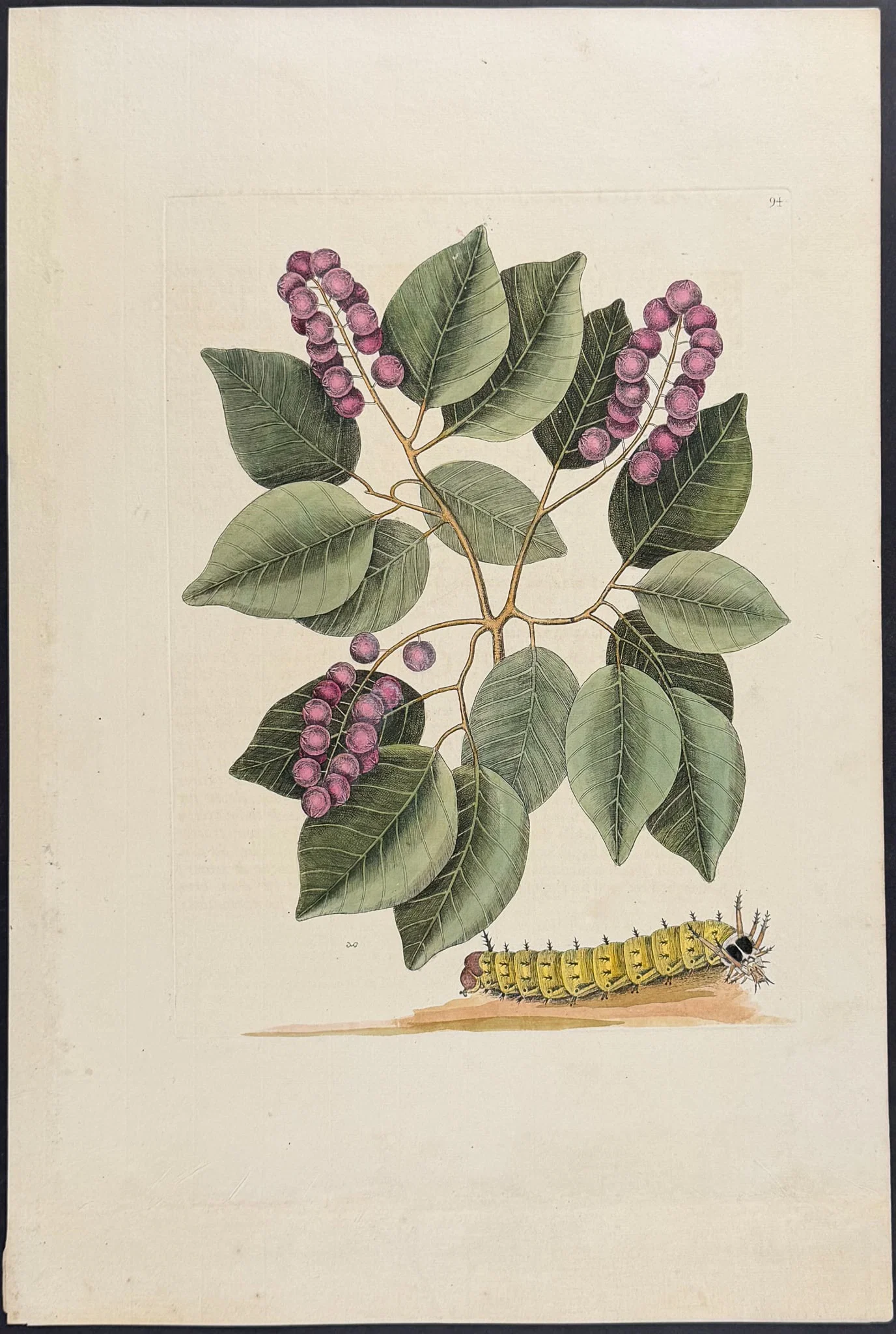 Catesby, Folio - Horned Caterpillar with Pigeon Plum. 2-94