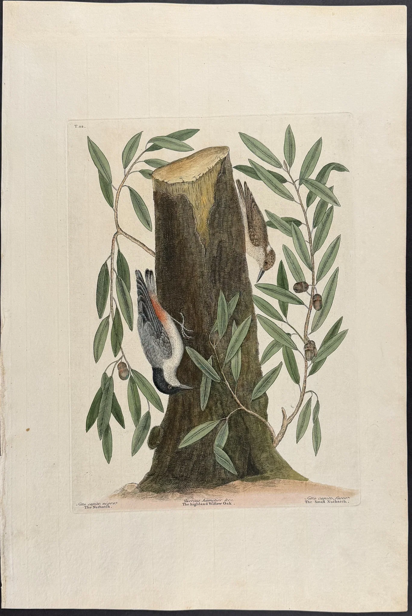 Catesby, Folio - Nuthatch & Small Nuthatch with Highland Willow Oak. 1-22