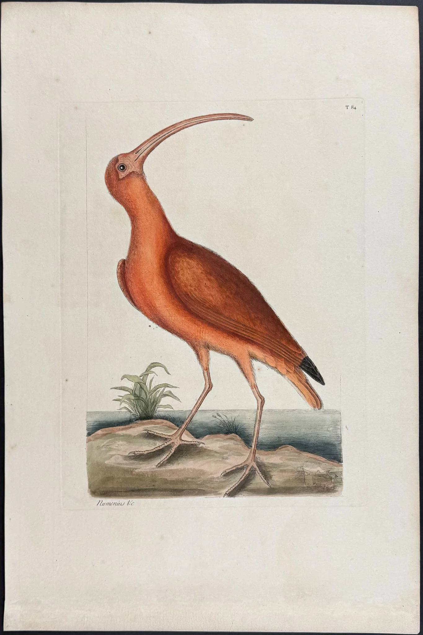 Catesby, Folio - Red Curlew or Scarlet Ibis. 1-84