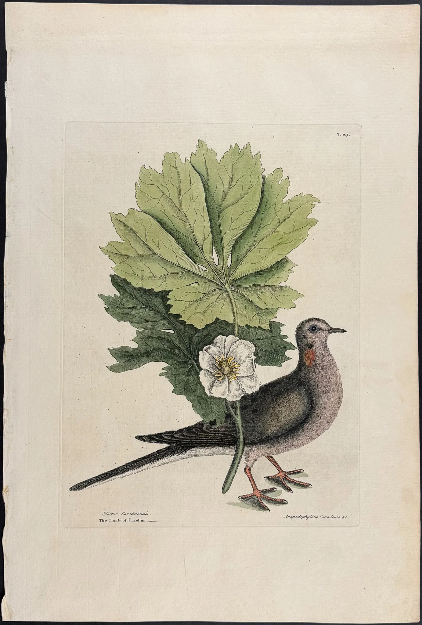 Catesby, Folio - Turtle (Turtledove) of Carolina with May Apple. 1-24