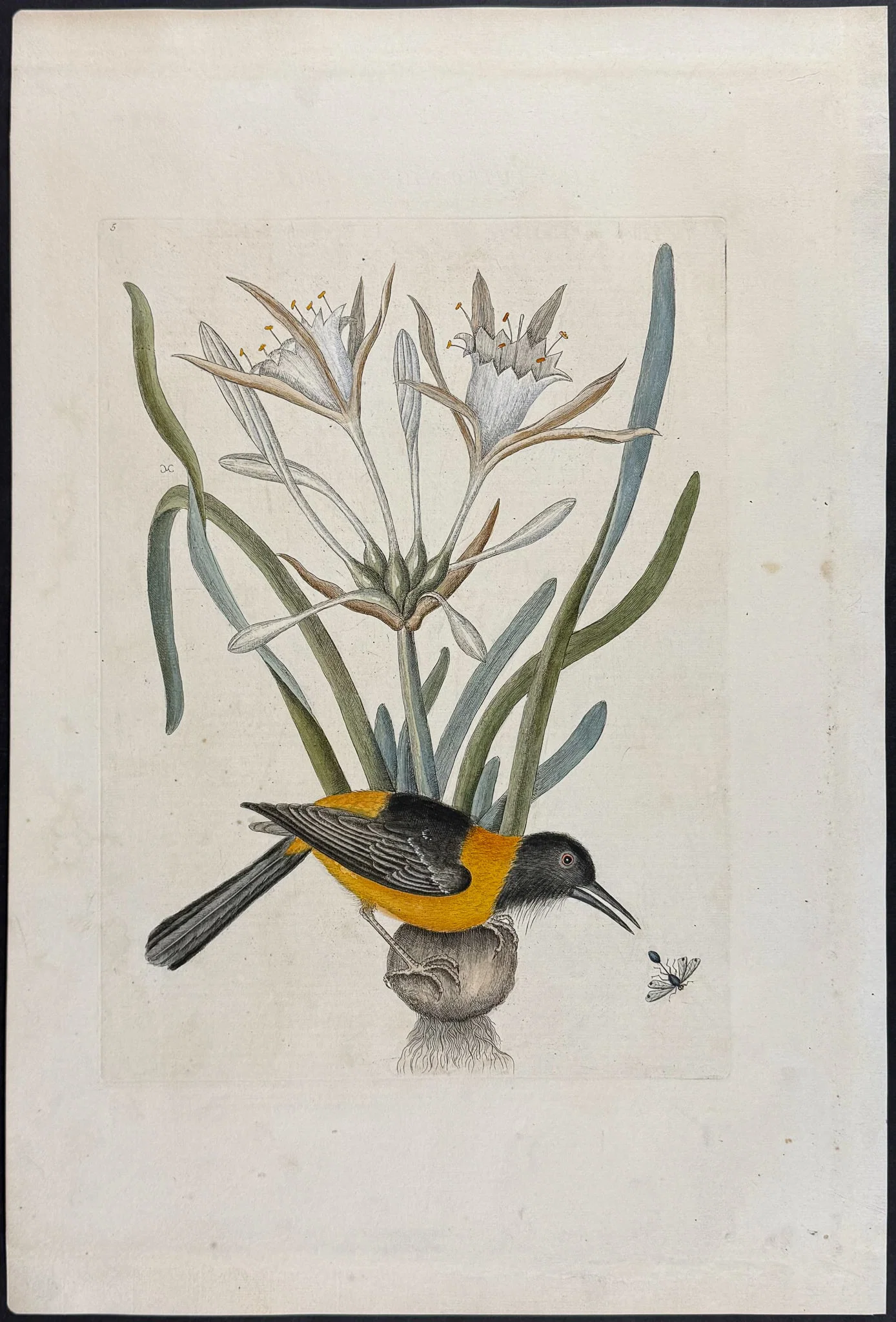 Catesby, Folio - Yellow and Black Pye with Narcissus or Daffodil. Sup-5