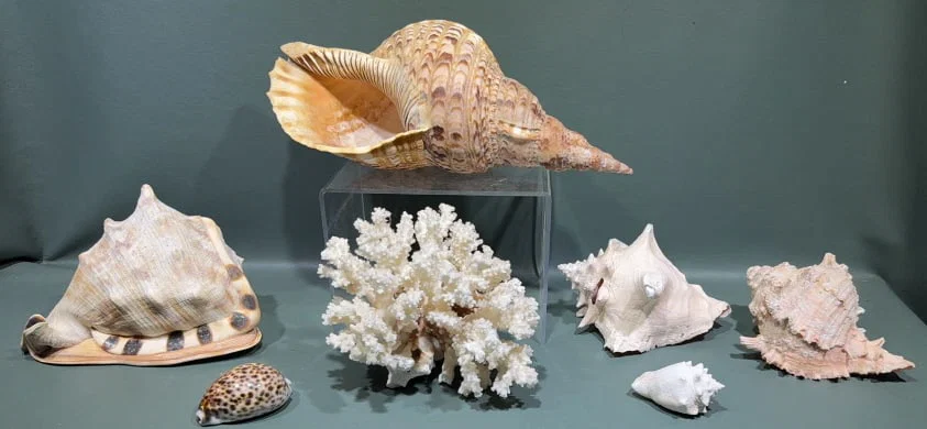 COLLECTION OF SEASHELLS