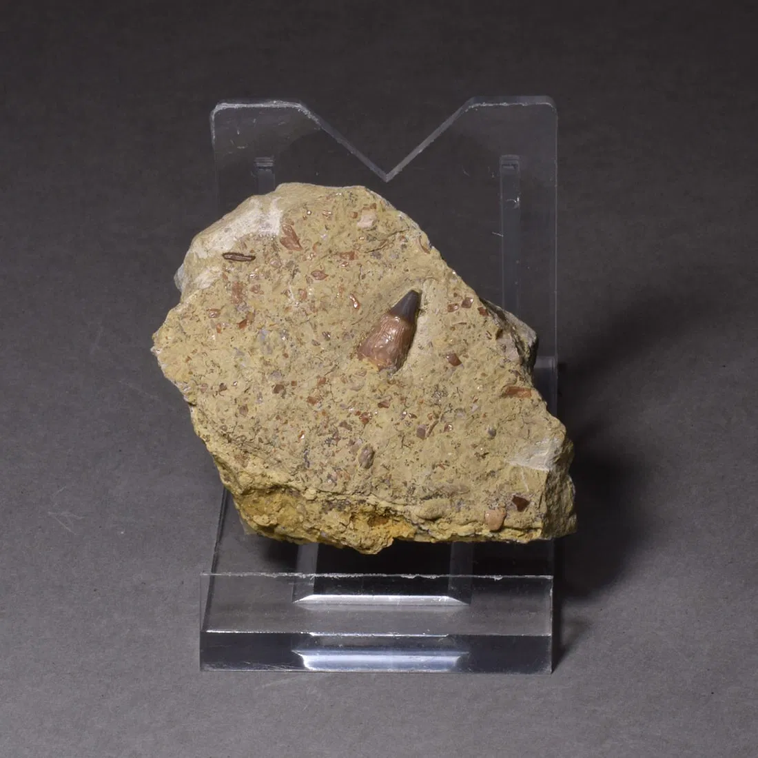 Collection of seven "bonebed" fossils
