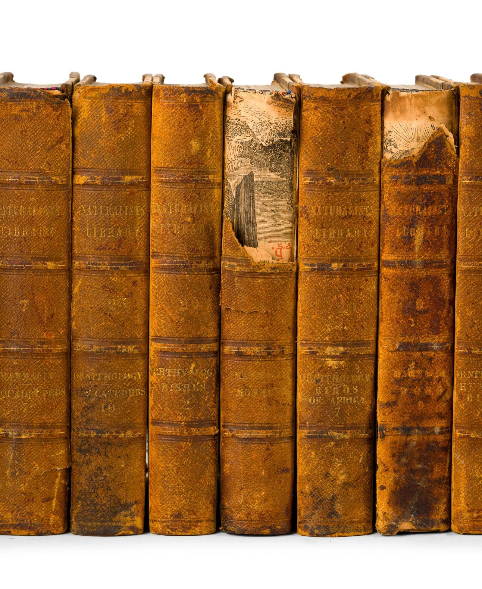 Complete Set of Jardine's The Naturalist's Library