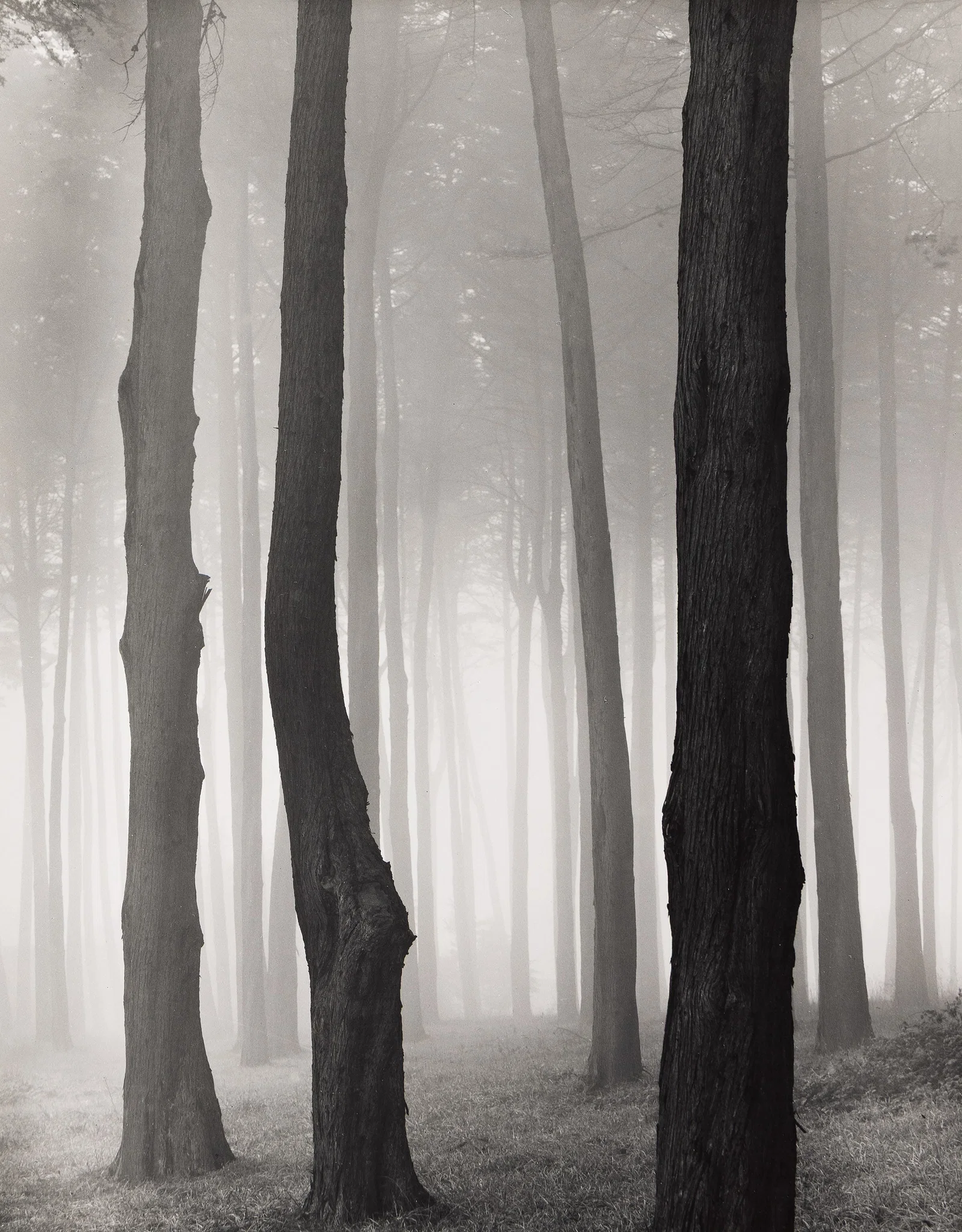 Don Worth. Trees and Fog, San Francisco. 1962; printed 1970s.