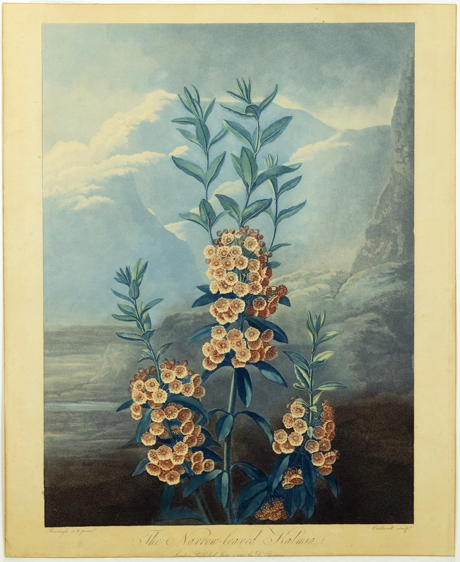 Dr. Robert Thornton's Aquatints from his Temple of Flora - The Narrow-leaved Kalmia