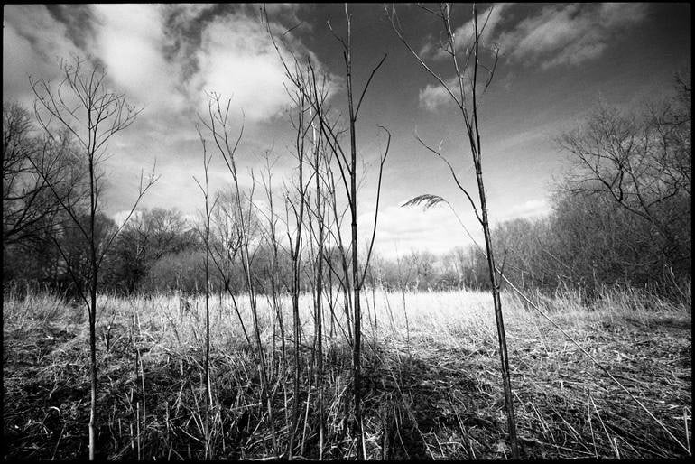Edition 1/10 - Stems, Thorndon Woodland, Suffolk