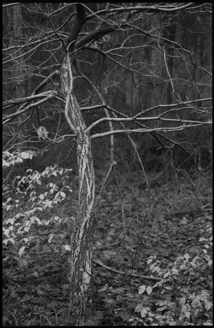Edition 1/10 - Thorpe Forest, Thetford 2021 - Silver Gelatin